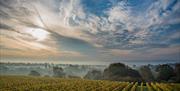 view of the vines and across the downs in the early morning sun