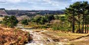 ashdown forest landscape