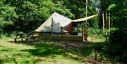 Wild Glamping Tent at Beech Estate Campsite