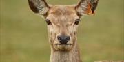 Deer looking at the camera at Sky Park Farm