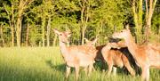 group of deer in a field with trees in the back ground