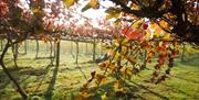 autumnal image of the vines with reddish leaves