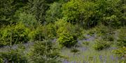 Christmas trees and bluebells