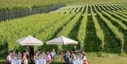 Dining in the vines at East Sussex vineyard in South Downs national park