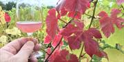 Early stages fermentation of Pinot Noir next to autumn vine leaves