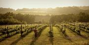 rows of vines early spring with the hills of the south downs in the background