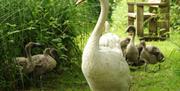 Close up of a swan and signets in the background