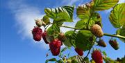 Pick Your Own Raspberries