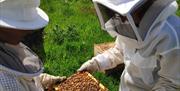 Beekeeping experience at Humble Bee
