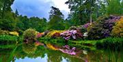 view over the lake of colourful flowers and bushes in pink and red and yellow with green trees in the background