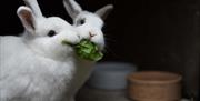 Two white rabbits side by side both eating a piece of lettuce