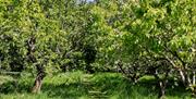 orchard walk