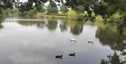 The Lake