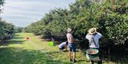 people picking apples in the orchard
