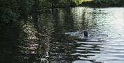 Wild swimming pond at Knepp