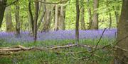 Bluebell Woodland at White Lodge