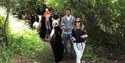 Alpaca walking is for every Season. We are open all year round!