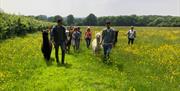 Walk your alpaca through beautiful wildflower meadows within the High Weald AONB