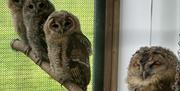 Owls in an aviary