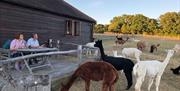 Stay in a fully equipped holiday let surrounded by alpacas