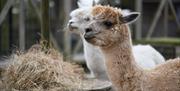 Two alpacas eating hay