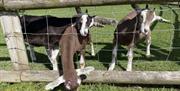 cute baby goats