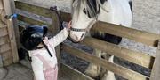 toddler petting a minature pony