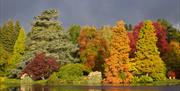 National Trust Sheffield Park, a row of trees in autumal colour reflected in the water in the foreground, ducks in the water