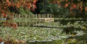 National Trust pond, wooden jetty, flowering lily pads