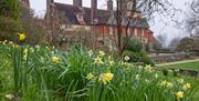 National Trust Standen House and garden with daffodils