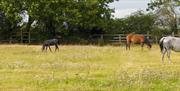 grazing mares and foals