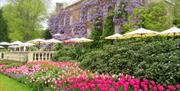 Pashley Manor Gardens Wisteria and Tulips on the Terrace