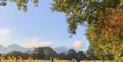 late afternoon view of the vines
