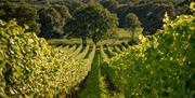 looking out at the downs with the vines in the foreground