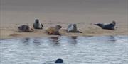Seals on Camber Sands