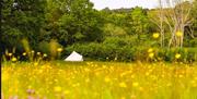 bell tent in a meadow