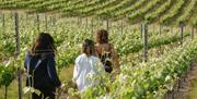 three people walking on a vineyard tour