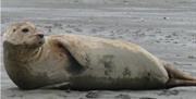 a seal on the beach