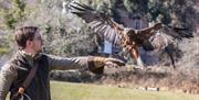 falconry display
