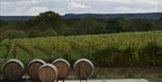 wine barrels with vines in the background