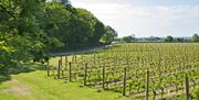 Tinwood Vineyard