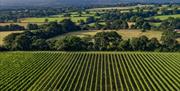Ridgeview Vineyard on a sunny day with blue skies and a few cumulus clouds