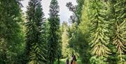 Forest trail with tall pine trees