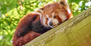 Red Panda at Drusillas Park