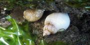 Video green seaweed, looking still wet with two pale shelled dog whelks in the centre