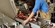 apples being processed for Cider
