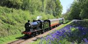 Bluebell Railway, Sheffield Park, stream train engine puffing steam pulling carriages on railway tracks,  bluebells in the foreground and leafy trees