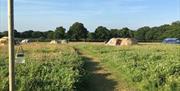 Barn owl field with tents and a line of trees in the distance