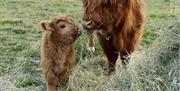 rare breed cow and calf