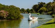 Swan shaped pedal boat on Mewsbrook lake
